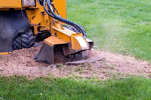 #1 Land Clearing Company in Florida | Tree and Stump Removal | Bobcat ...