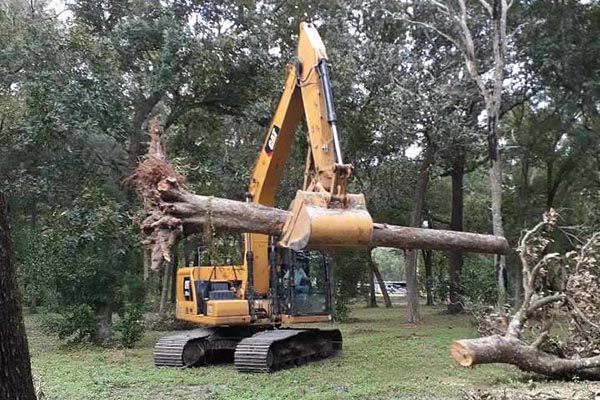 Tree Removal